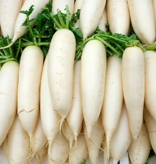 Fresh Radish1.jpg