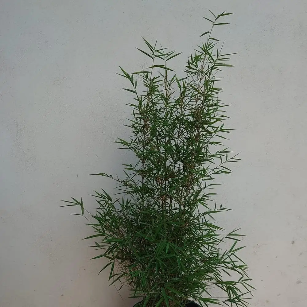 
Hot Sale Flowering Plants Fargesia Wholesale Plants For Sale 