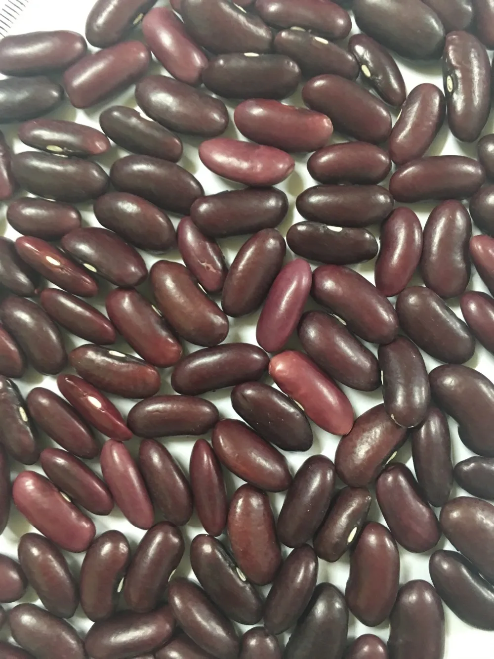 
HOT SALE RED KIDNEY BEANS FROM VIETNAM 