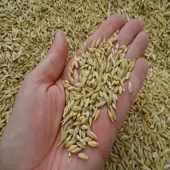 Feed Barley Russian Federation Origin GMO Free