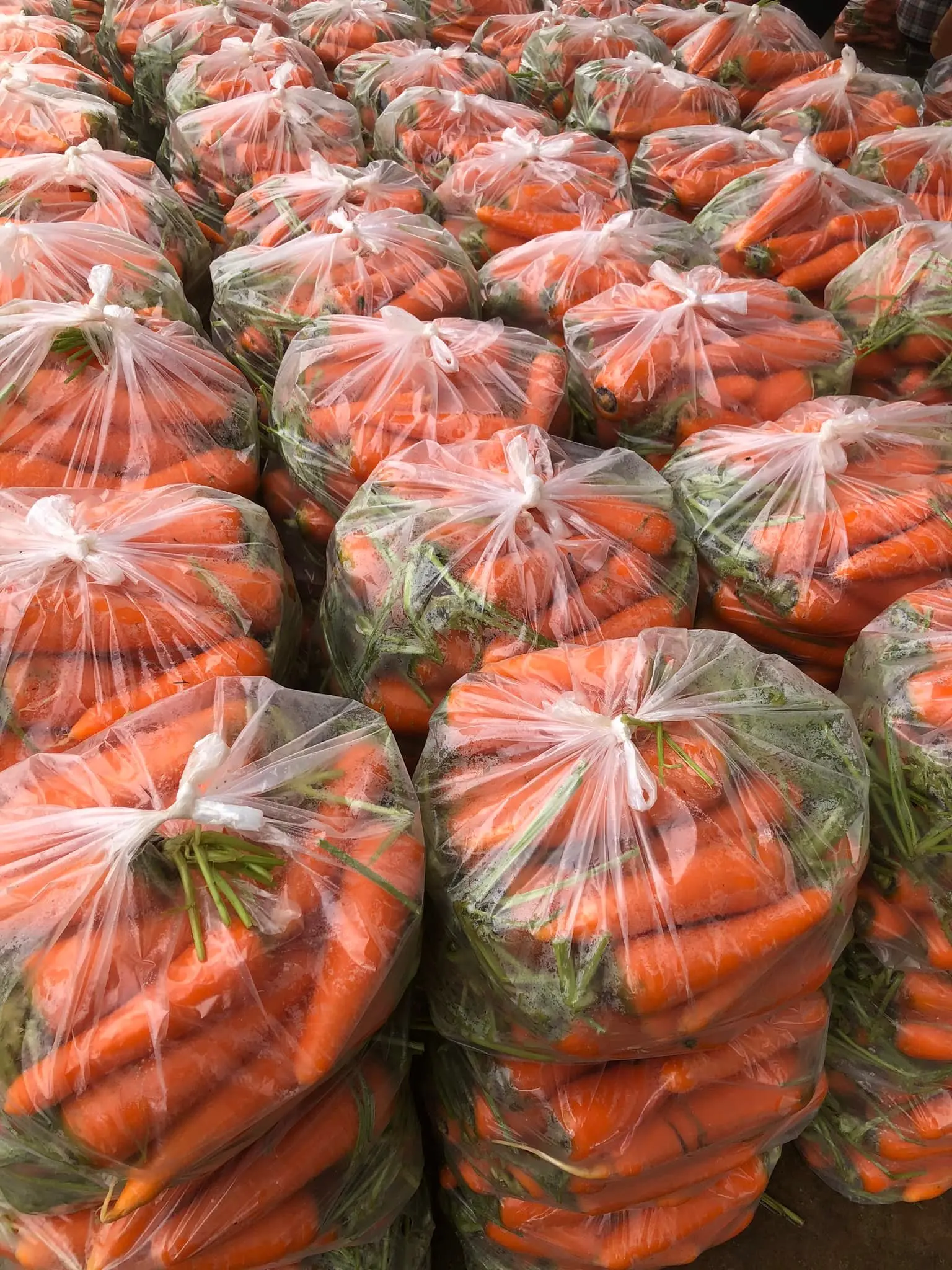 Fresh Carrots -  Customized Package Non-GMO Fresh Carrots Whatsapp +84988667319