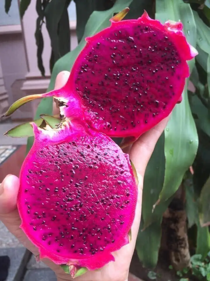 Свежий фрукт дракона из Вьетнама красный/белый высокое качество и быстрая доставка 0084947900124