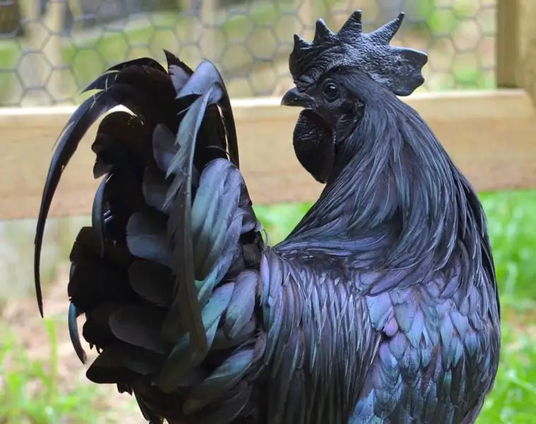 
TOP AYAM CEMANI BLACK CHICKEN READY FOR EXPORT 