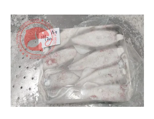 Whole Frozen Loligo Squid in Bulk Pakistani Origin Frozen Loligo Squid High Quality Whole Loligo Squid