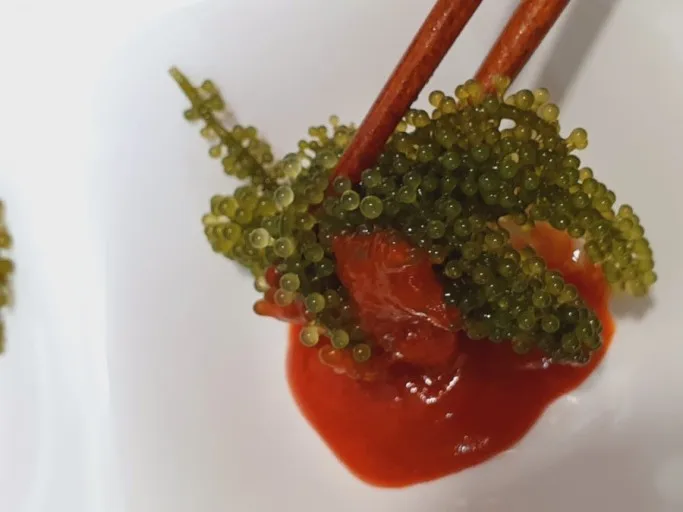  Морской виноград-морские водоросли UMIBUDO лучший выбор для качества 100 граммов из Вьетнама (Ms Деми + 84 961733400)