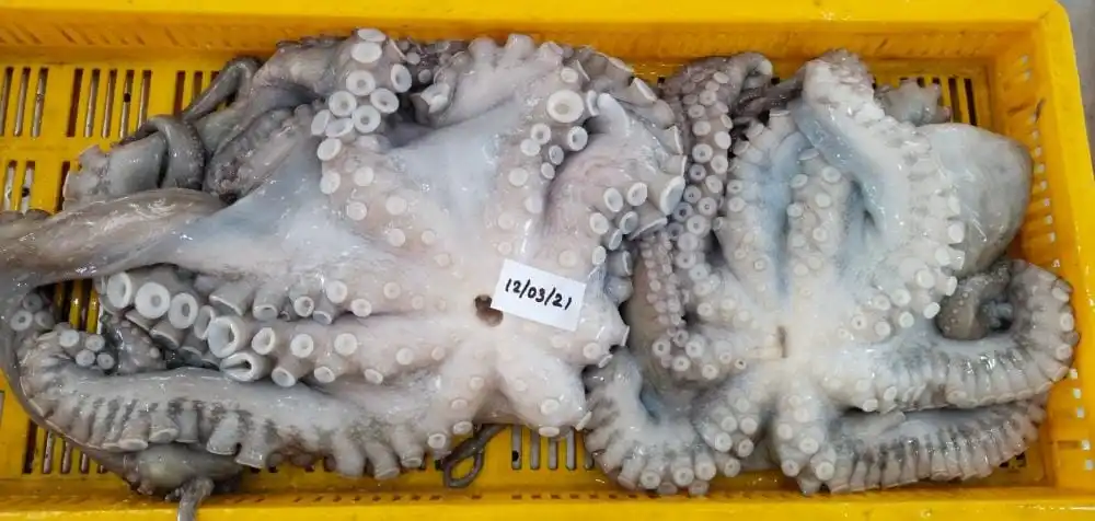 Frozen Octopus long arm whole cleaned IQF from India