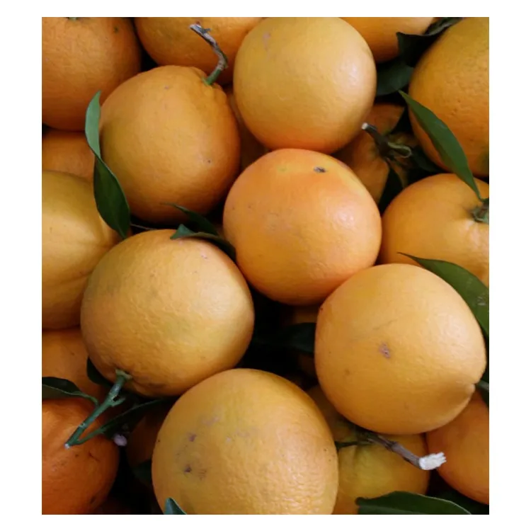 Fresh Oranges.jpg