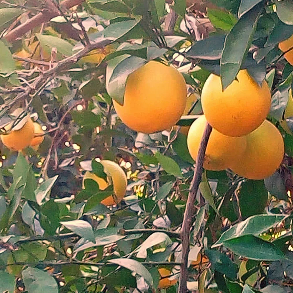 Fresh Egyptian Orange | Wholesale Price | High Quality Orange For Sale