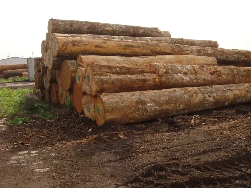 Деревянные тропические бревна IROKO