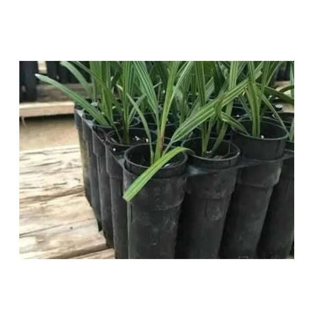 Makhdoom dates Tissue Culture Date Seedling Agri-Horti