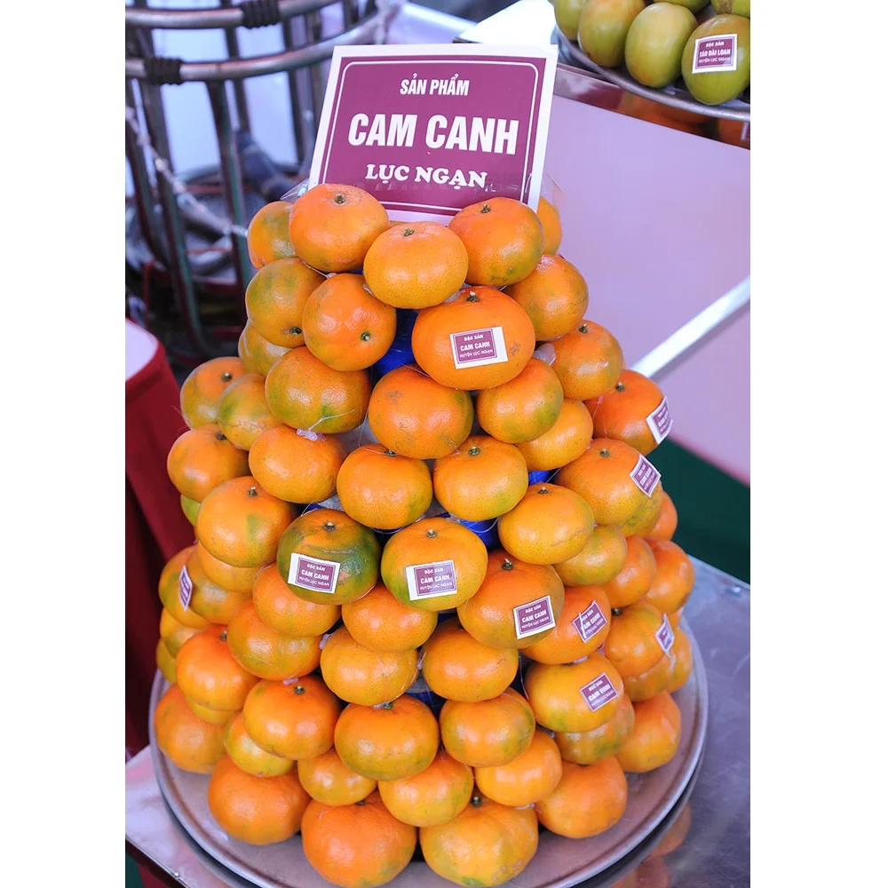 Специальная кухня класса А органический оранжевый с очень нежным приятным вкусом из Вьетнама