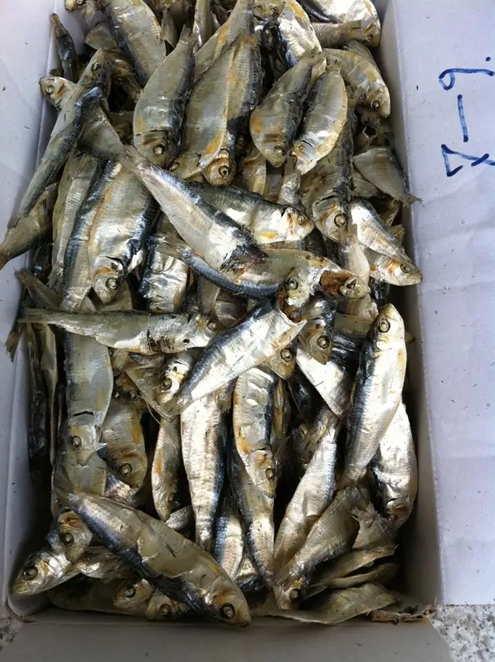 WHOLE ROUND BALTIC FROZEN HERRINGS FISH SUPPLIER / Katty
