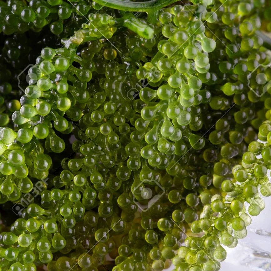 DEHYDRATED SEA GRAPES WITH BEST PRICE FROM VIETNAM / Amber