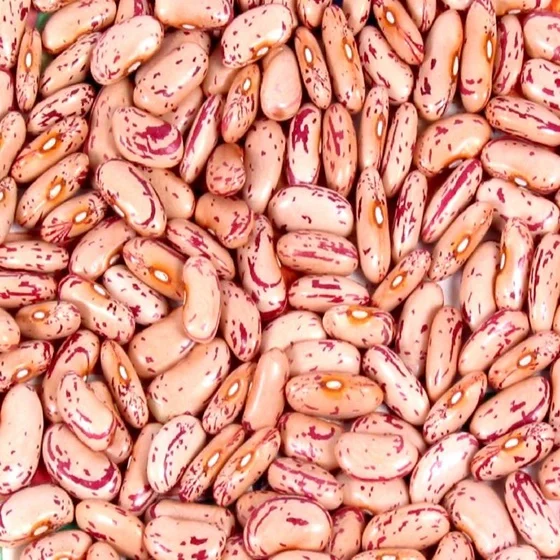 Red Speckled Sugar Beans.jpg
