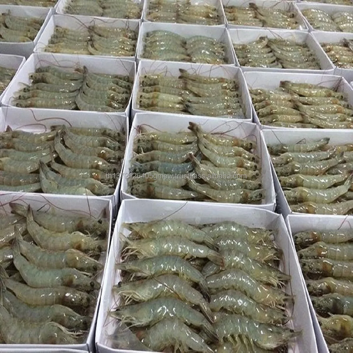fresh water prawn/frozen vannamei shrimp