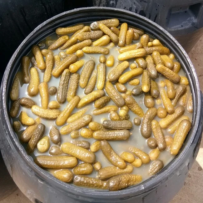 Indian Processed Gherkins in Drum 240 Ltrs/260 Ltrs/ Buckets 15 Kgs  Grade 1-4 CM