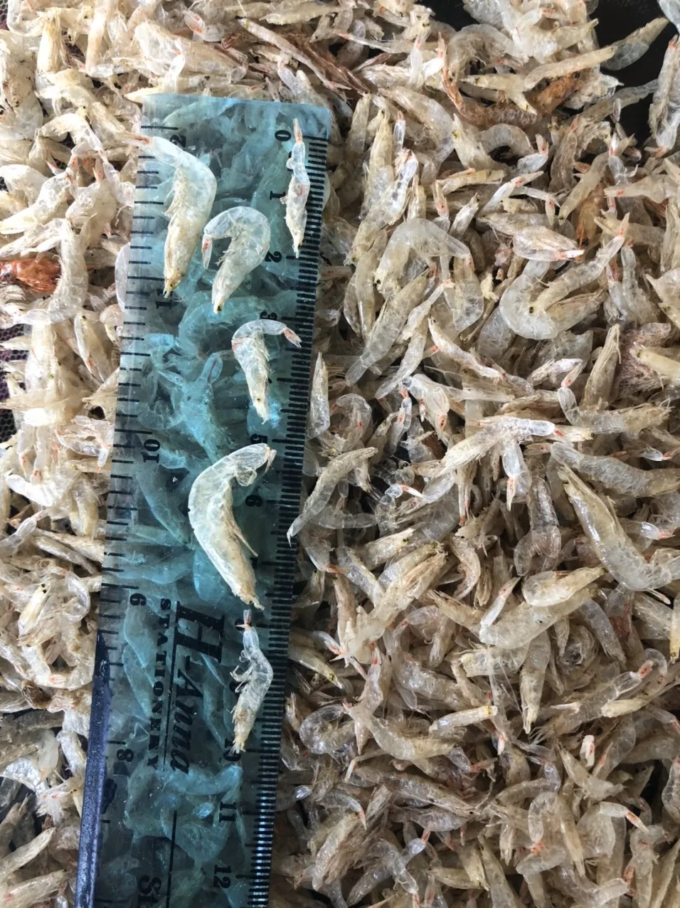 DRIED BABY SHRIMP FOR SALE