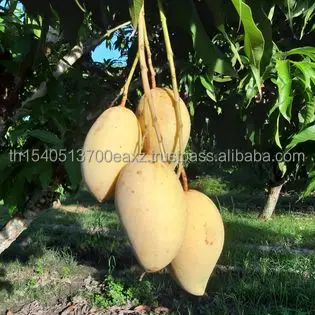 Premium Mango fruit (Thai Numdukmai ) (Golden Flower)