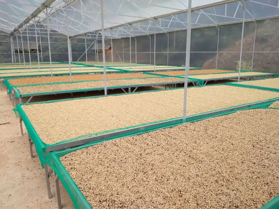 Заводская цена кофейные Зеленые зерна Robusta зеленые вьетнамские