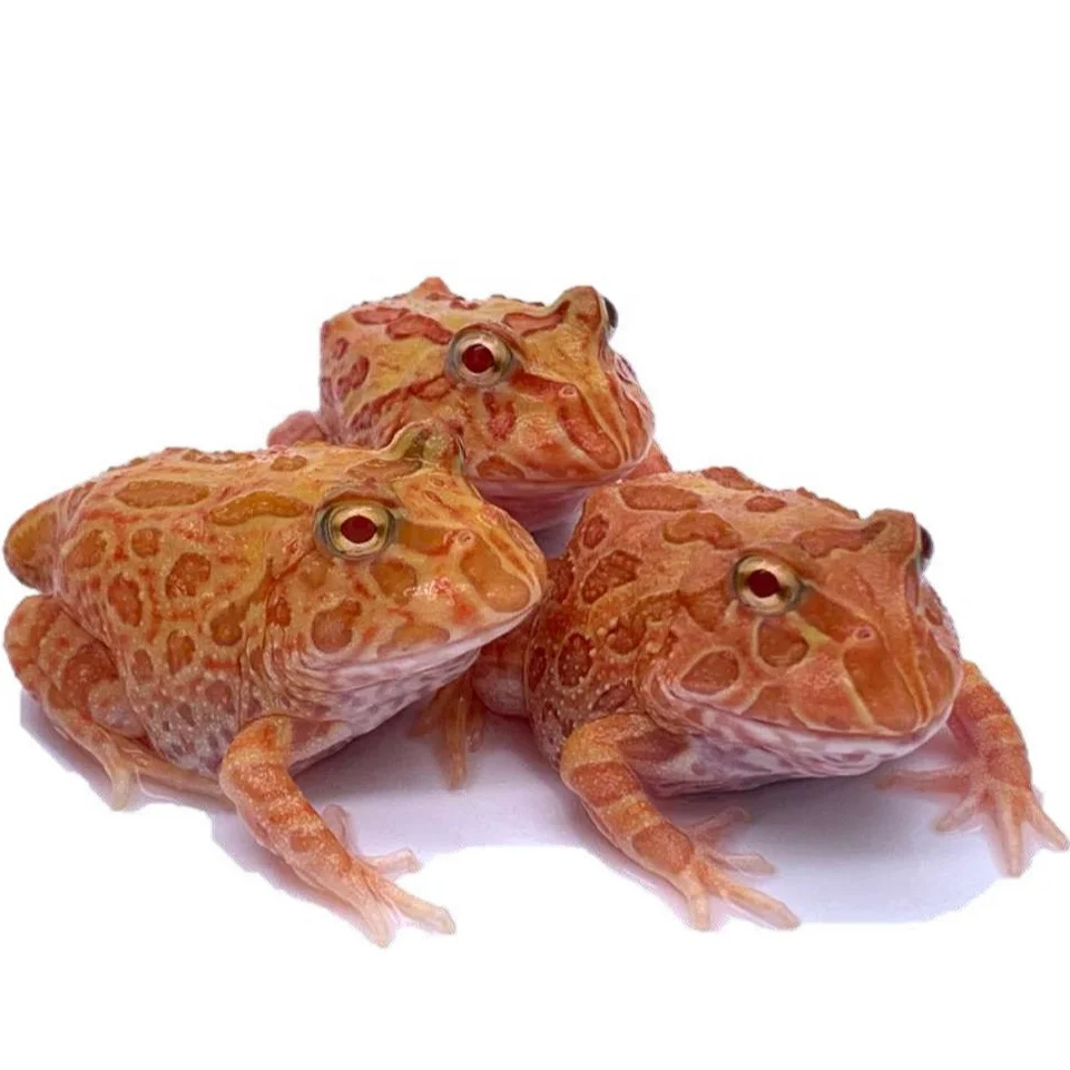 
Farm bred Ceratophrys cranwelli (Straw berry) South American Pacman frog For sale 