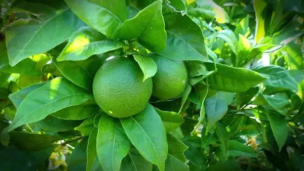 High quality Fresh Seedless Lime From Vietnam