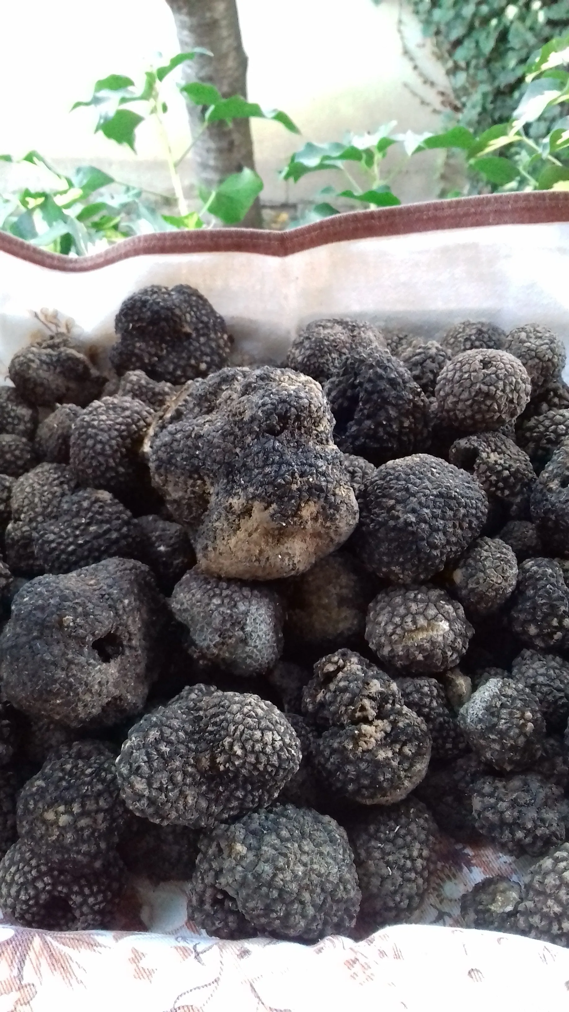 BLACK SUMMER TRUFFLE(Tuber Aestivum Vit)