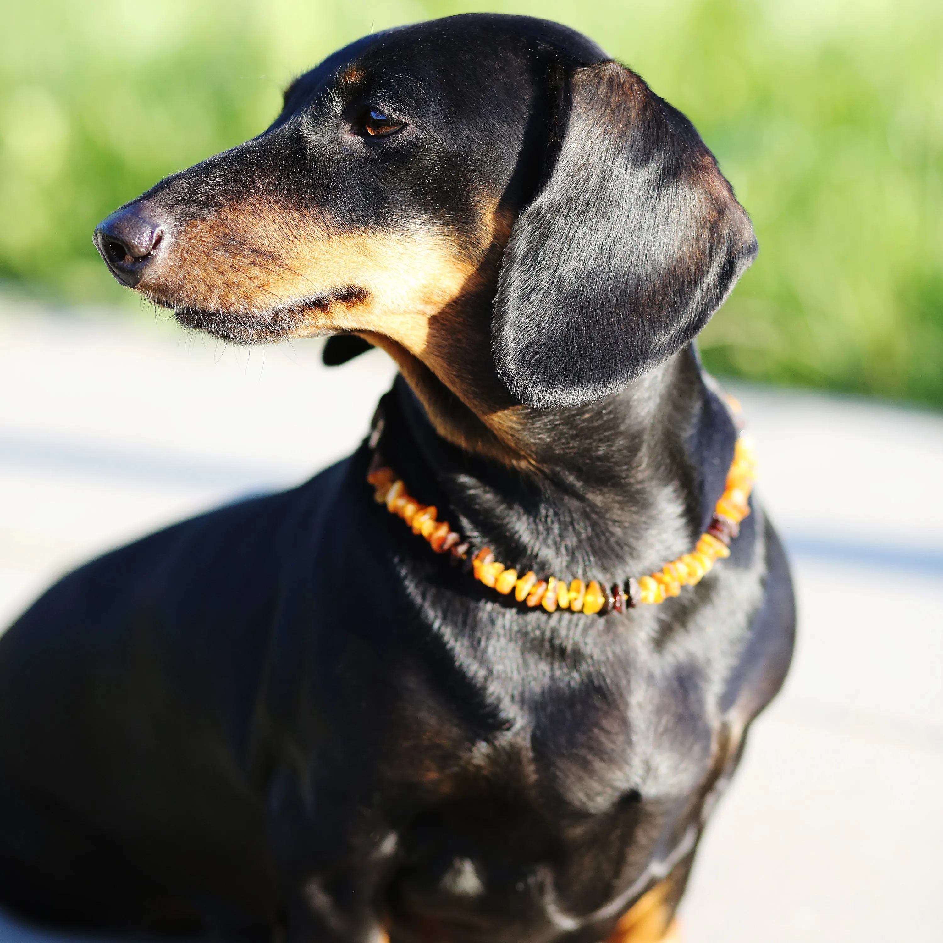 Raw Baltic Amber pet collar, Amber and gemstone Turquoise dog Collar, Various sizes Adjustable chain