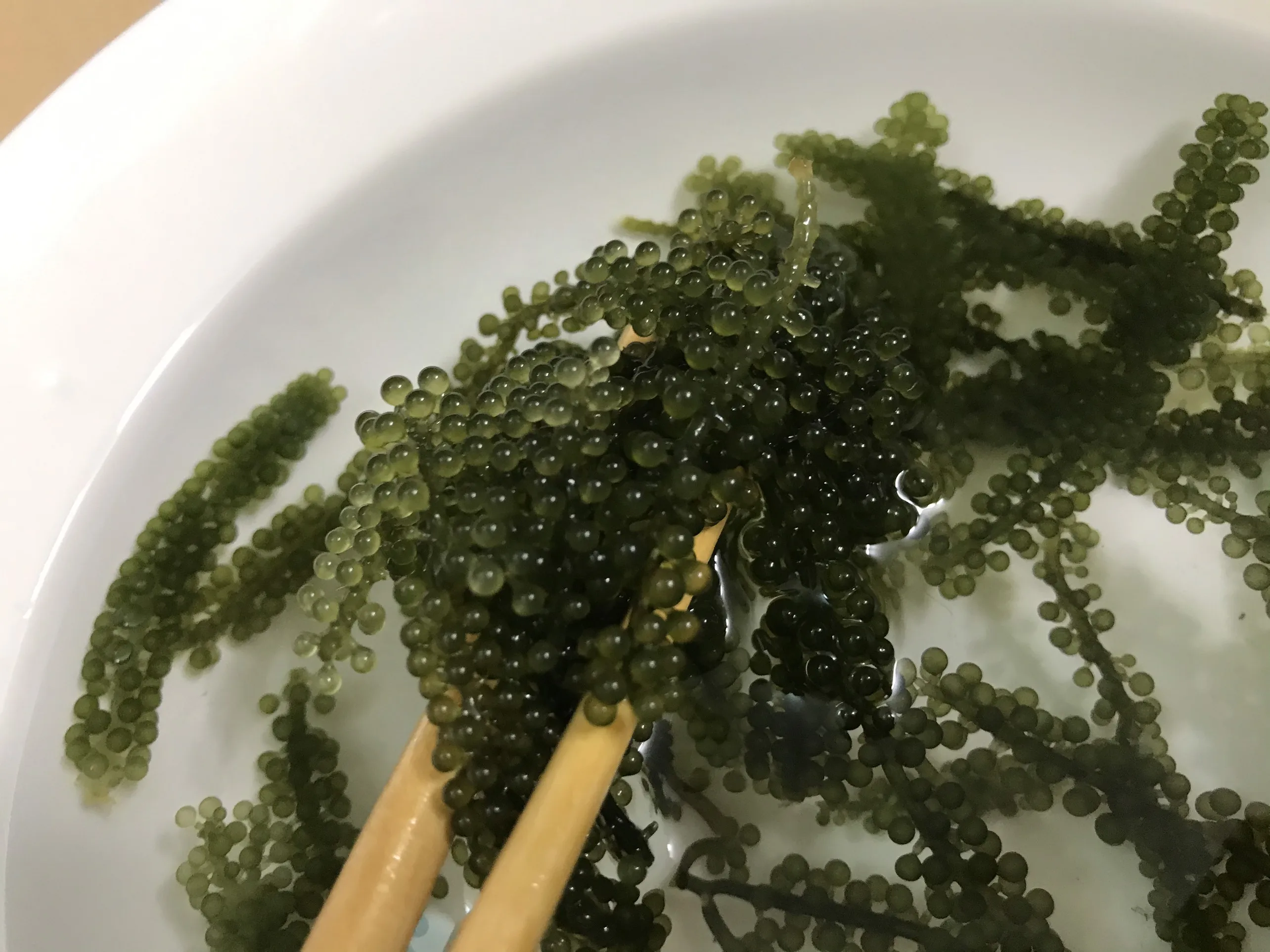 
DEHYDRATED SEAGRAPES IN VIETNAM 2020 