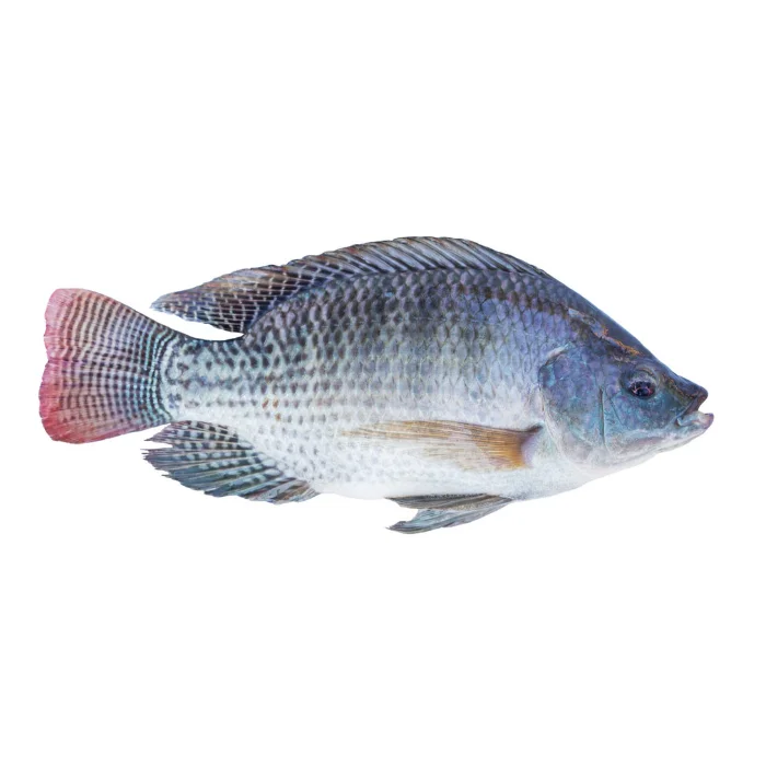 Лидер продаж оптовая продажа органические морепродукты лучшего качества замороженная рыба тилапии низкая цена из бангладеш