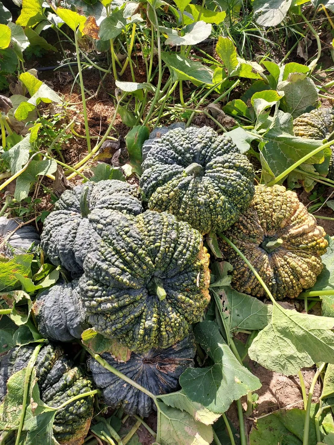 Свежая тайская Тыква высокого качества