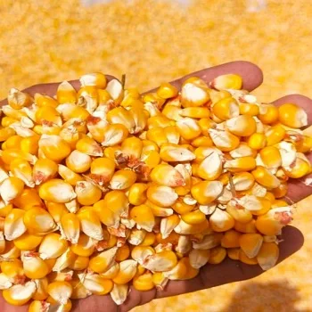 Top Quality Natural Non GMO White & Yellow Maize/Corn