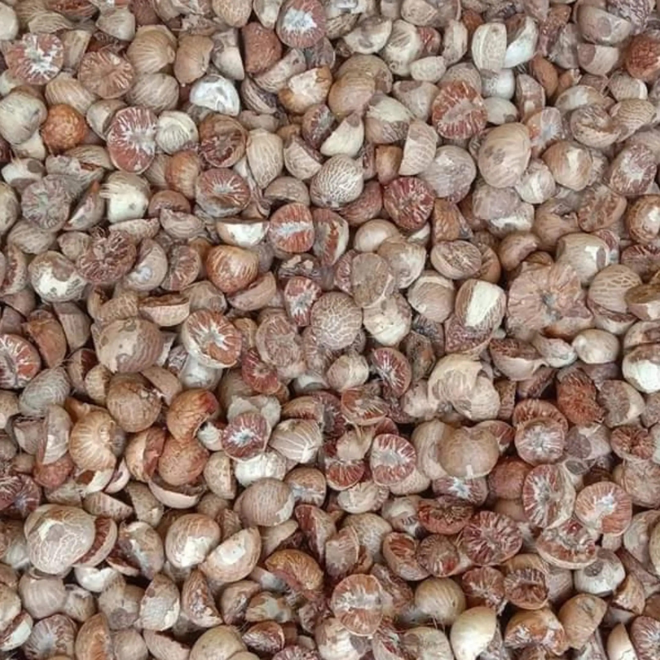 Wholesale Supari Areca Betel Nut Brown Indonesia