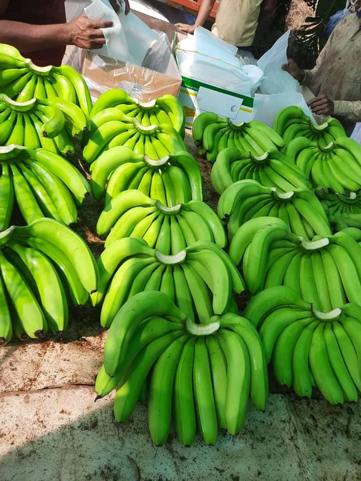 Vietnamese Cavendish Bananaare rich in nutrients for the body and are exported to the EU, ASIA markets and many other countries.