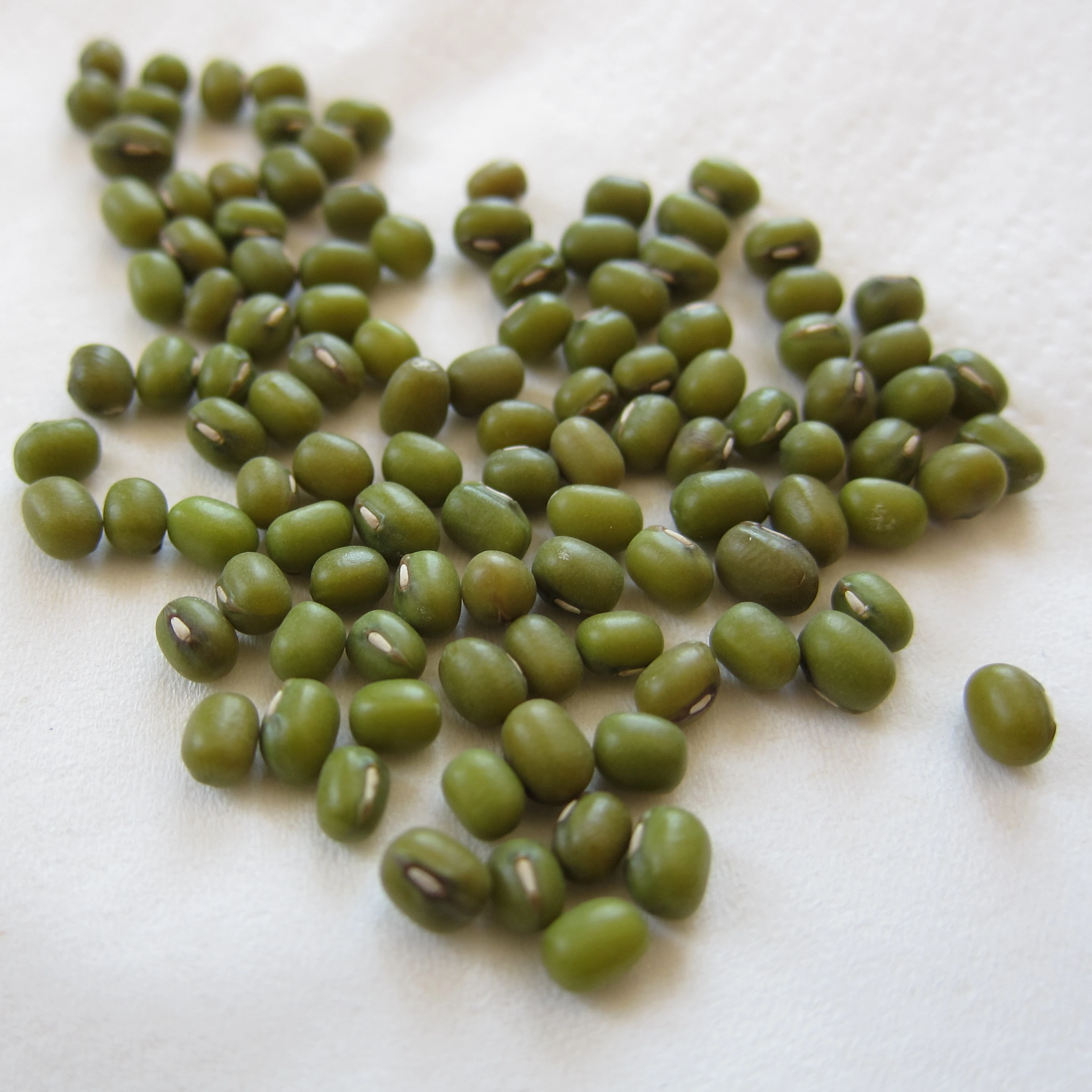 GREEN MUNG BEANS RAW PULSES