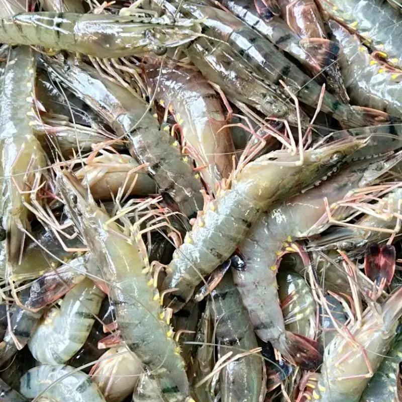 Selling Fresh Frozen Whole Vannamei Shrimp White / Black Tiger Shrimp /prawn