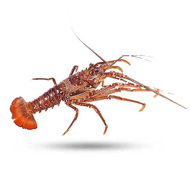 
 Замороженный канадский/свежий живой Лобстер класса А 100%, замороженный Хвост лобстера  