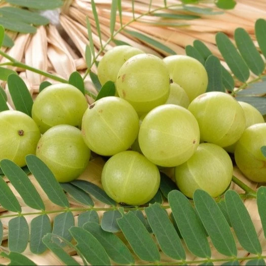 
100% Natural Amla Dry Extract with 40% Tannins (Emblica officinalis). USP, EU Grade. ISO 22000 (UKAS). WhatsApp +91-7087480008 