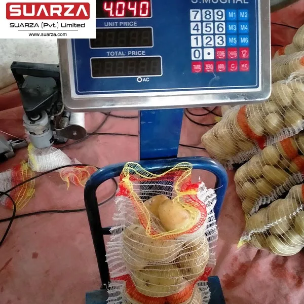 Pakistan origin potato