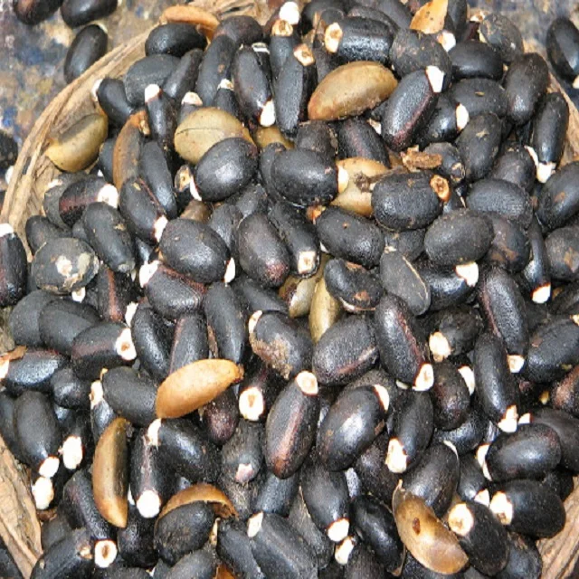 Top quality of Jatropha Seeds Available for