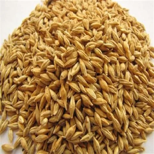 Top Quality Barley Animal feed