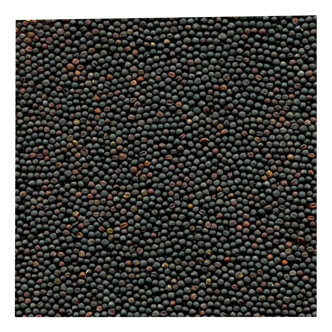 
Good quality canola rapeseed in bulk for oil pressing, seeds 