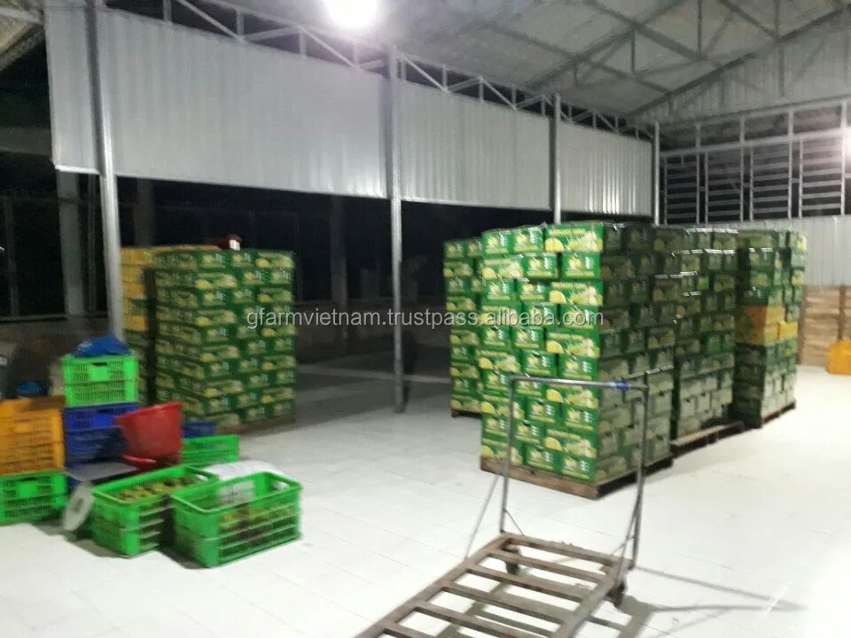 
Export good quality fresh green lime cheap price 