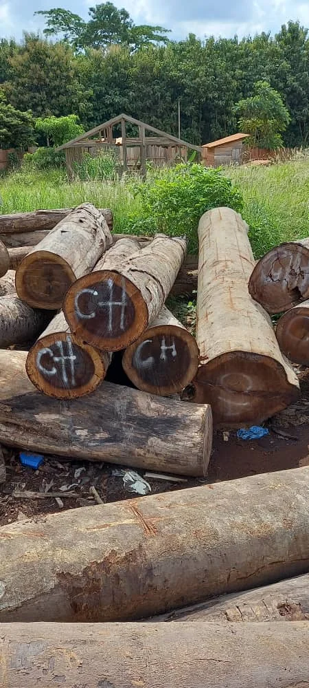 High Quality Amozambique Wood Black Hyeua Mozambique Logs Wood Teak Timber