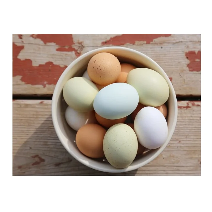 Bulk Stock Of Fresh Chicken Eggs Available Here At Best Wholesale Pricing