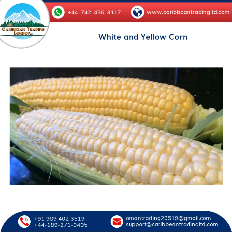 
Top Quality Bulk Glutinous and Dried White and Yellow Corn for Sale 