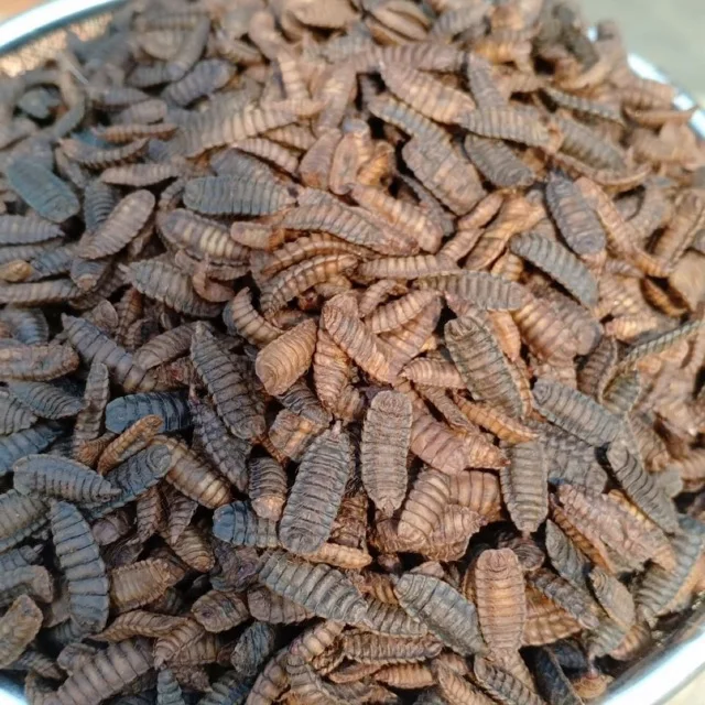  Корм для животных с оригинальным вкусом 100% от Vietam 2021 // Ms Sofia + 84 789946878