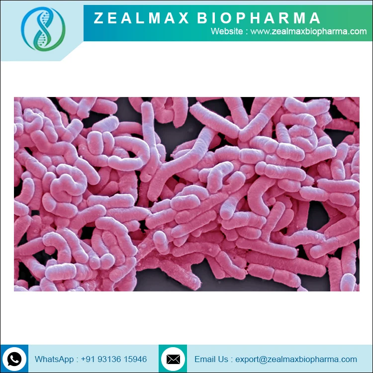 2021 Highest Selling Products Lactobacillus Casei Best Quality Lactobacillus Casei Powder - Zealmax Biopharma