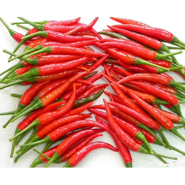 Fresh / Frozen Spicy Chili (Pepper) - Red Hot chili pepper wholesale