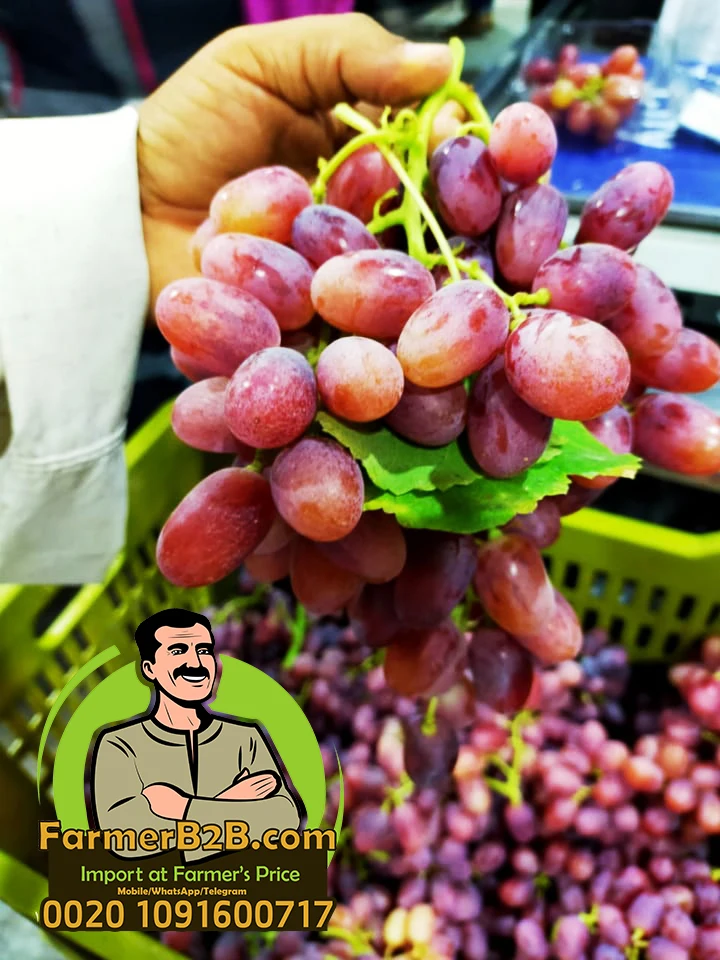  Малиновый и красный земляной свежий виноград лучшее качество + цена