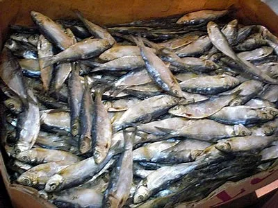 Frozen Headed & Gutted Mackerel fish available for wholesale/Dried Small Fish Tiny Anchovy Thailand Wholesaler Manufacturers Sea